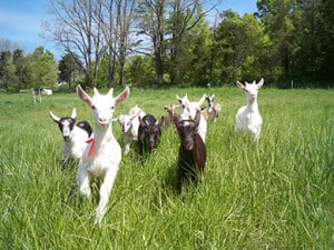 goatsrunning