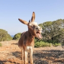 Fear and Donkeys | D'varim HaMakom: The JOFEE Fellows Blog
