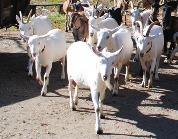 [Image: IFJRC Goats]