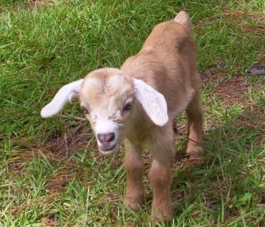 Floppy Eared Baby Goat