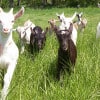 goats-running