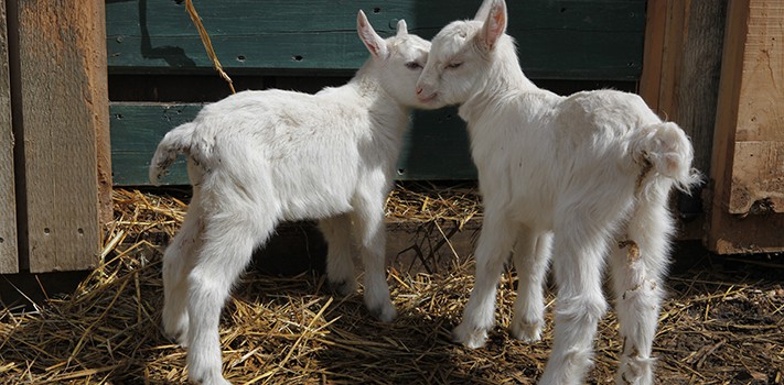 banner - baby goats
