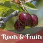 Roots & Fruits: Text Study & Dessert – Earth Day Edition!