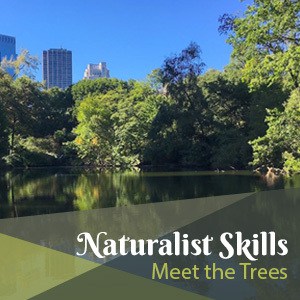 Naturalist Skills: Meet the Trees
