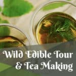 Riverdale Wild Edible Tour & Tea Making
