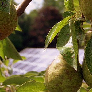 Tale of the Trees: Hazon's Tu B’Shvat Farm to Seder Dinner