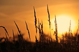 backlit grass sunrise