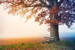 misty autumn field with tree in foreground and a bench below the tree.